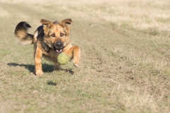 German Shepherd Britney