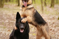 German Shepherd Britney